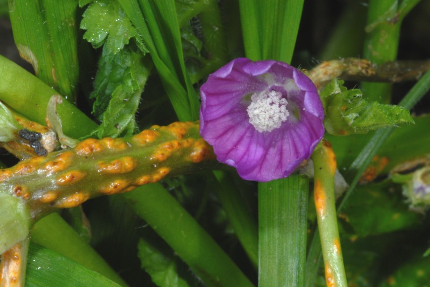 Alcuni scatti con Nikon D200, SB 800 e i due SB-R200